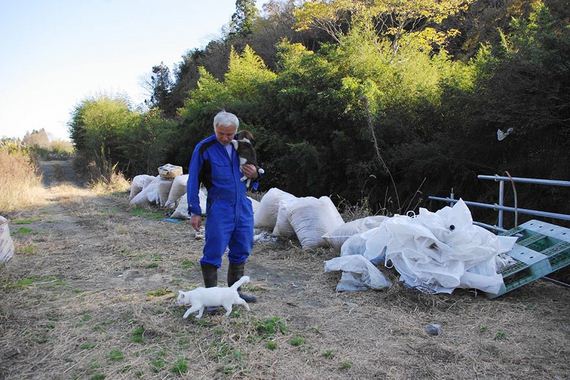 animals-feeding-fukushima