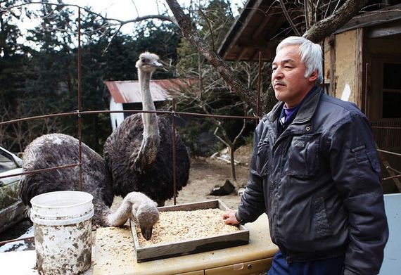 animals-feeding-fukushima