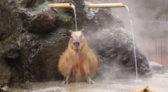 animals-japan-zoo