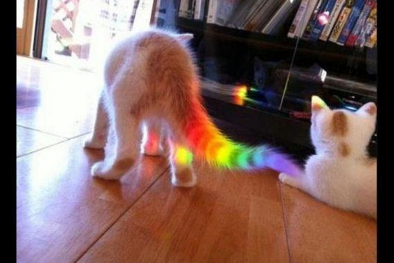 attack-rainbow