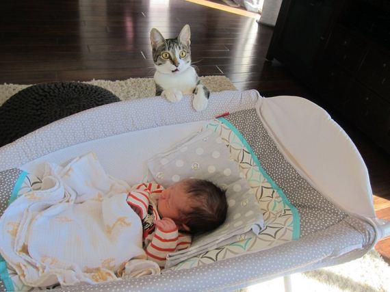 baby-cat-reaction