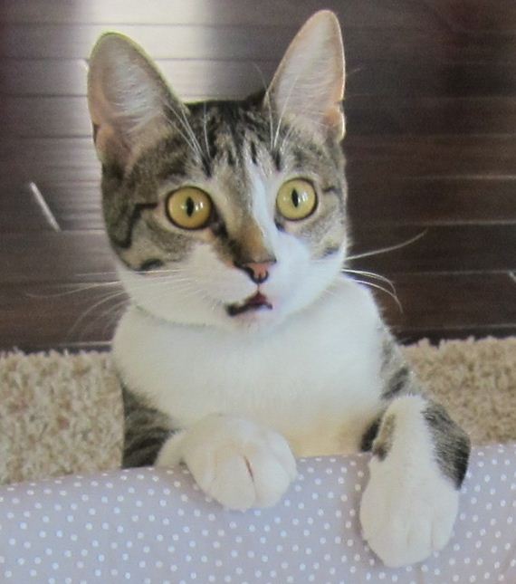 baby-cat-reaction