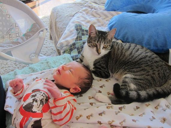 baby-cat-reaction