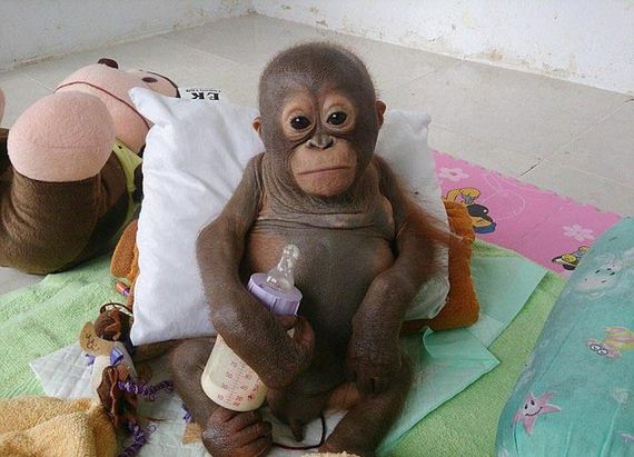 baby_orangutan