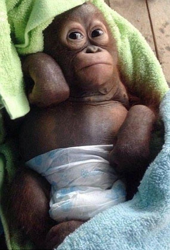 baby_orangutan