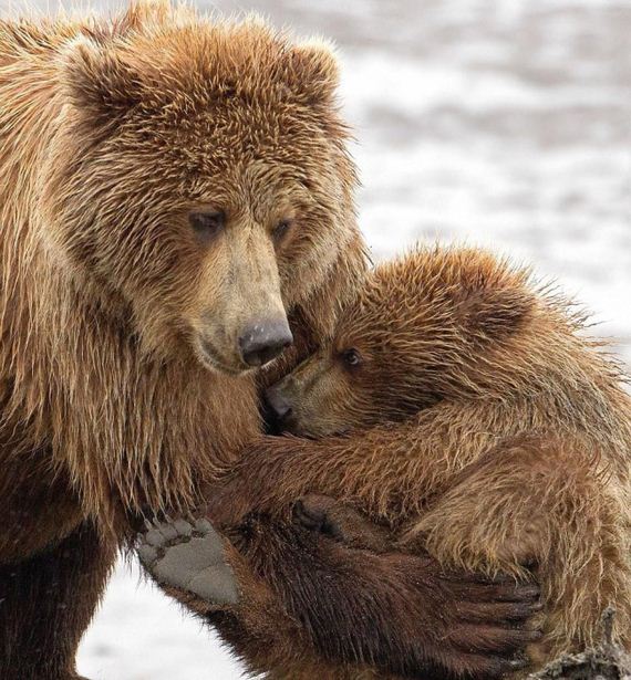 bears_hug