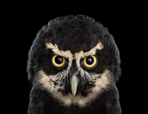 beauty-owl-photography