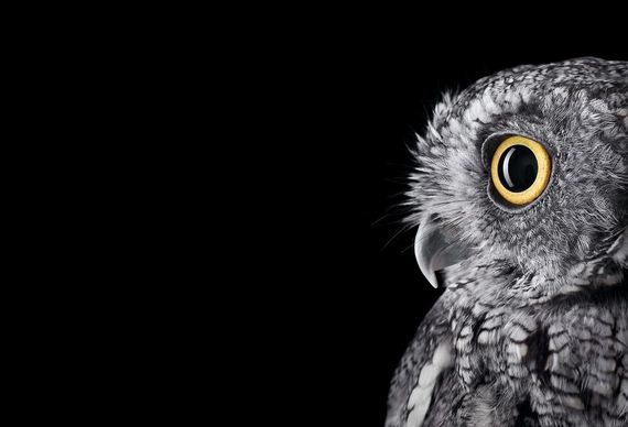 beauty-owl-photography