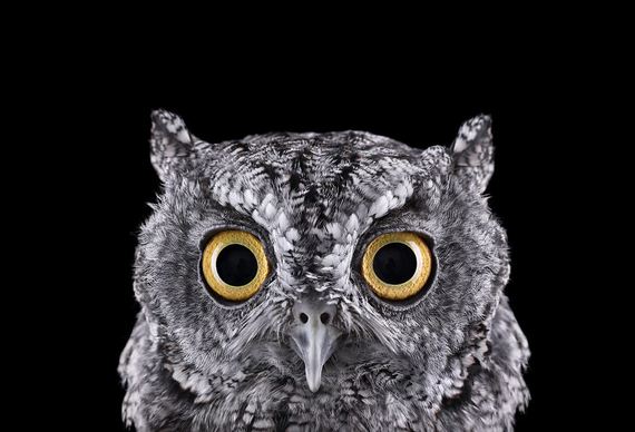 beauty-owl-photography