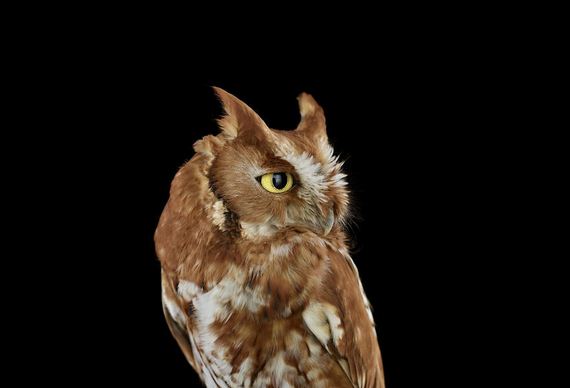 beauty-owl-photography