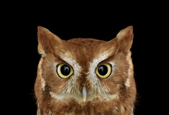 beauty-owl-photography