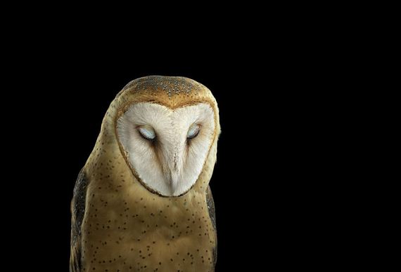 beauty-owl-photography