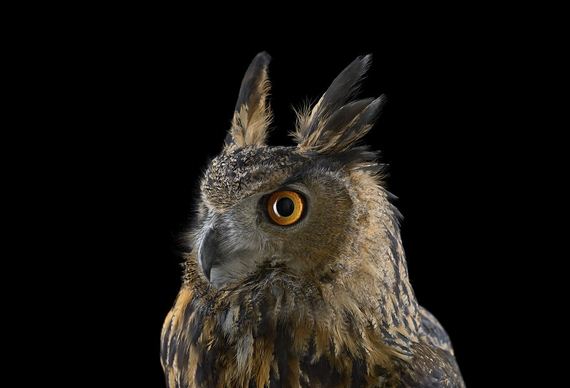 beauty-owl-photography