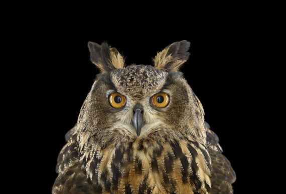 beauty-owl-photography