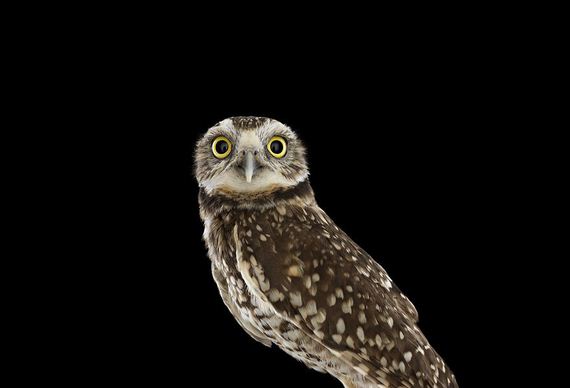 beauty-owl-photography