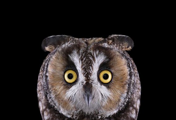 beauty-owl-photography