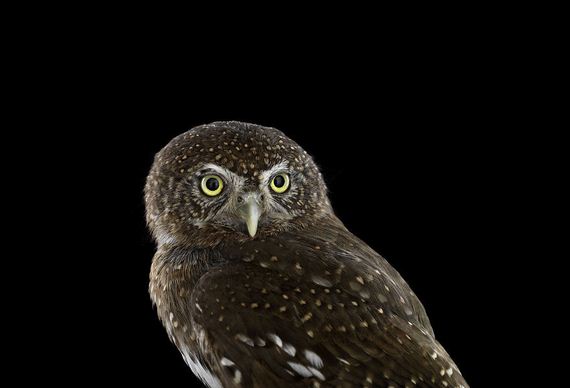 beauty-owl-photography