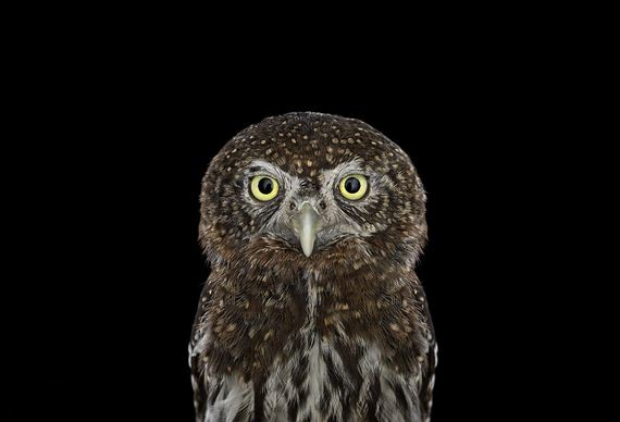 beauty-owl-photography