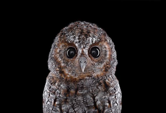 beauty-owl-photography
