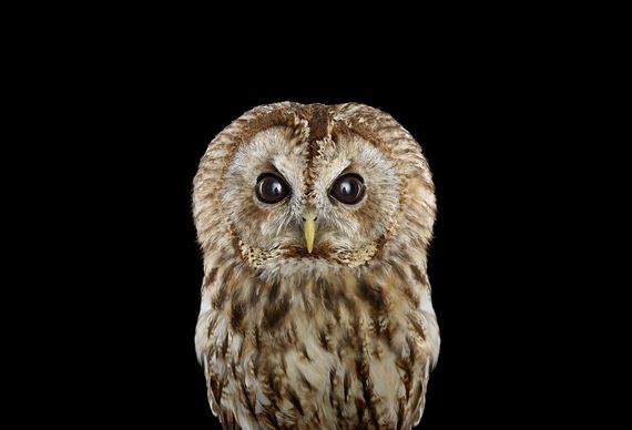 beauty-owl-photography