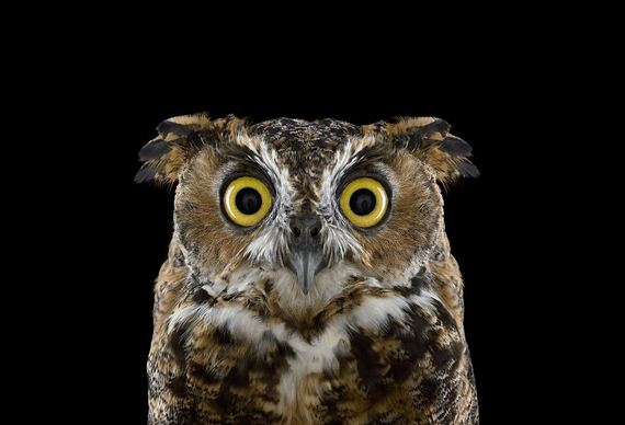 beauty-owl-photography