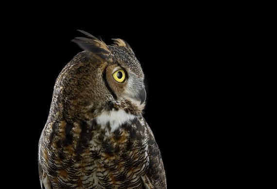 beauty-owl-photography