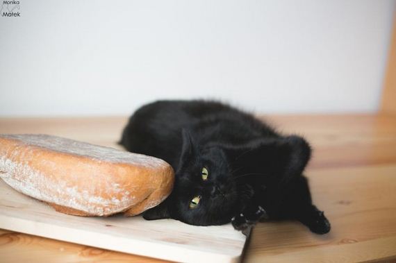 black-cat-superstition
