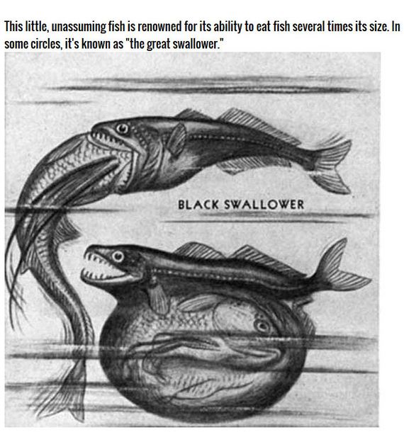 black_swallower