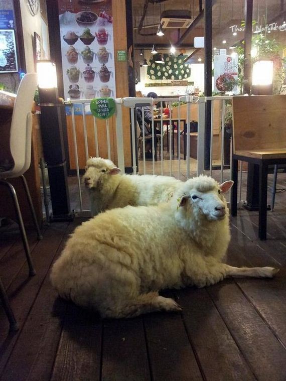 cafe-sheep
