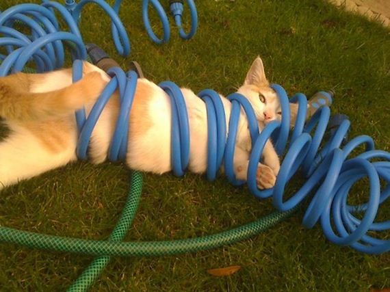 cat-fail