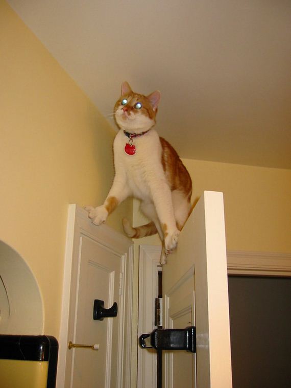 cat-fail