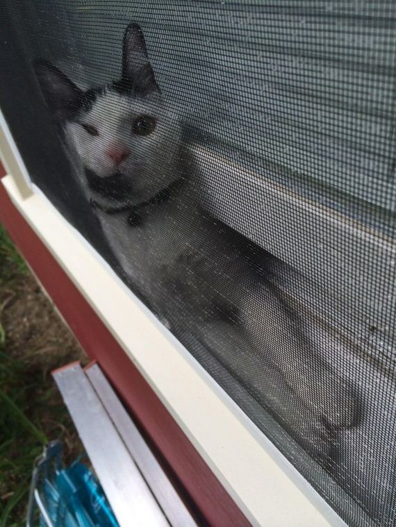 cat-fail