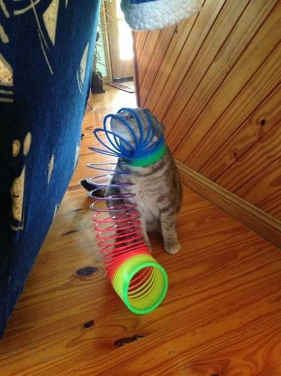 cat-fail