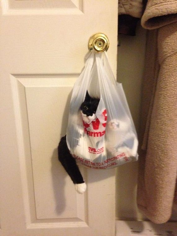 cat-fail
