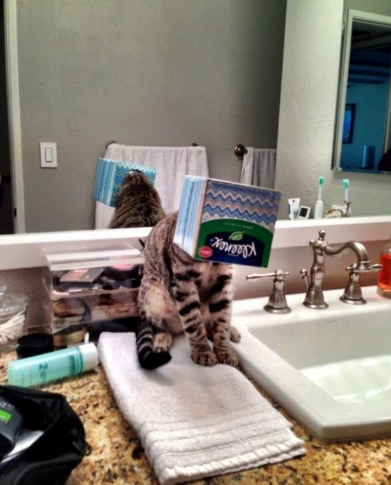 cat-fail