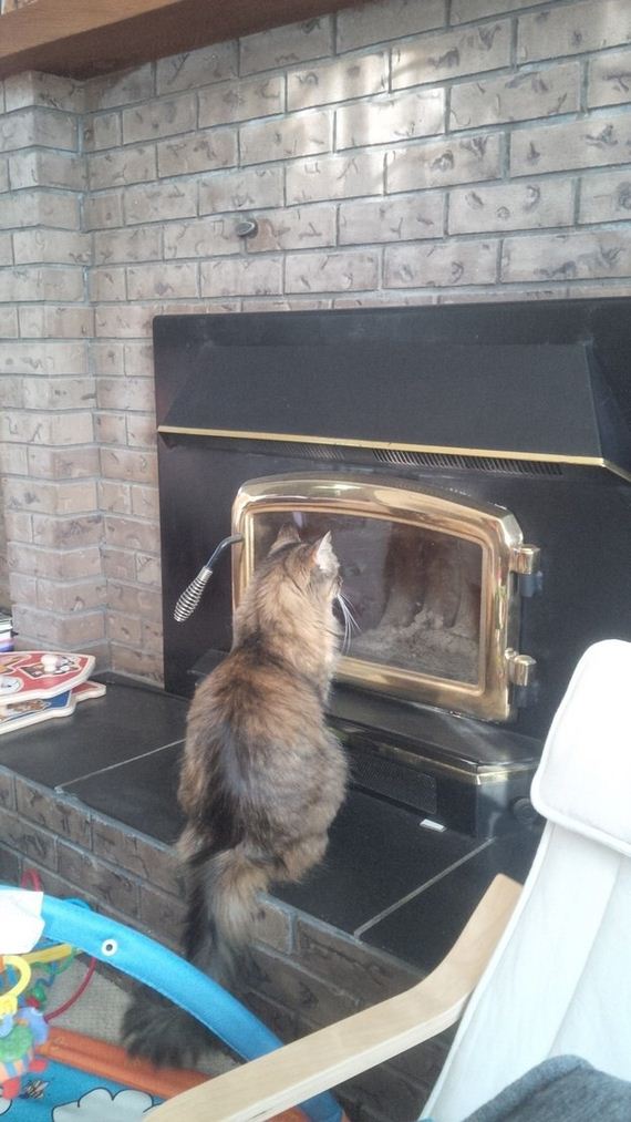 cat-fail
