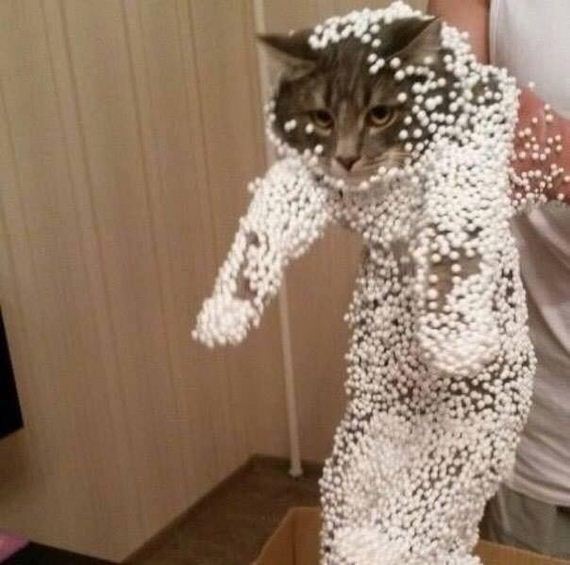 cat-fail