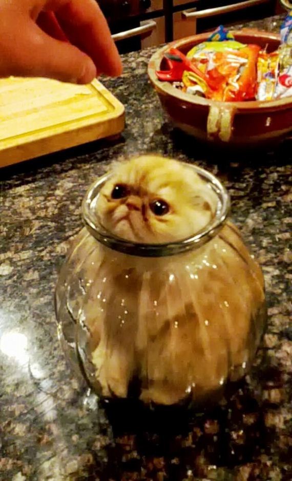 cat-fail