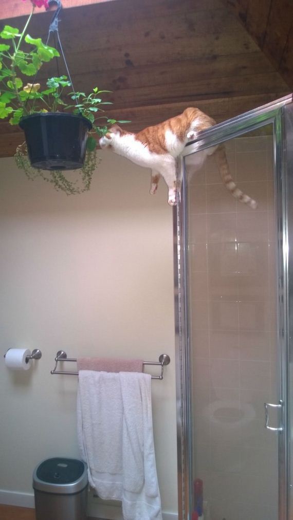 cat-fail
