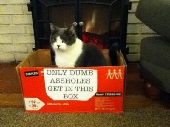 cat-fail