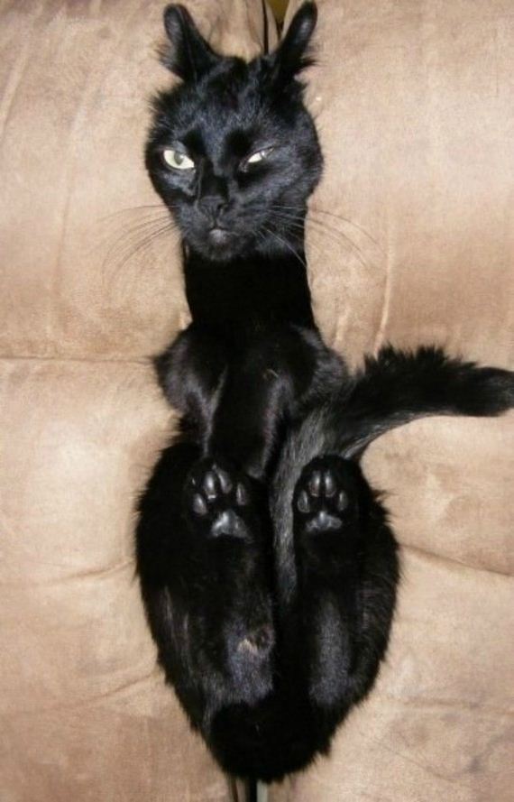 cat-fail