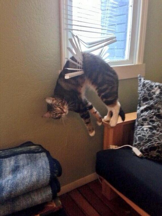 cat-fail