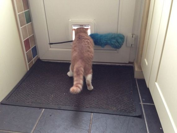 cat-fail