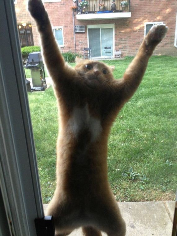 cat-fail