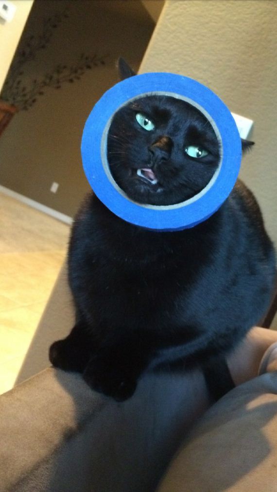 cat-fail