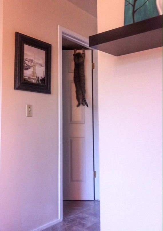 cat-fail