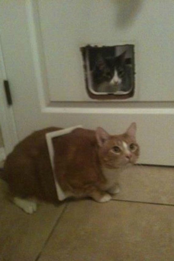 cat-fail