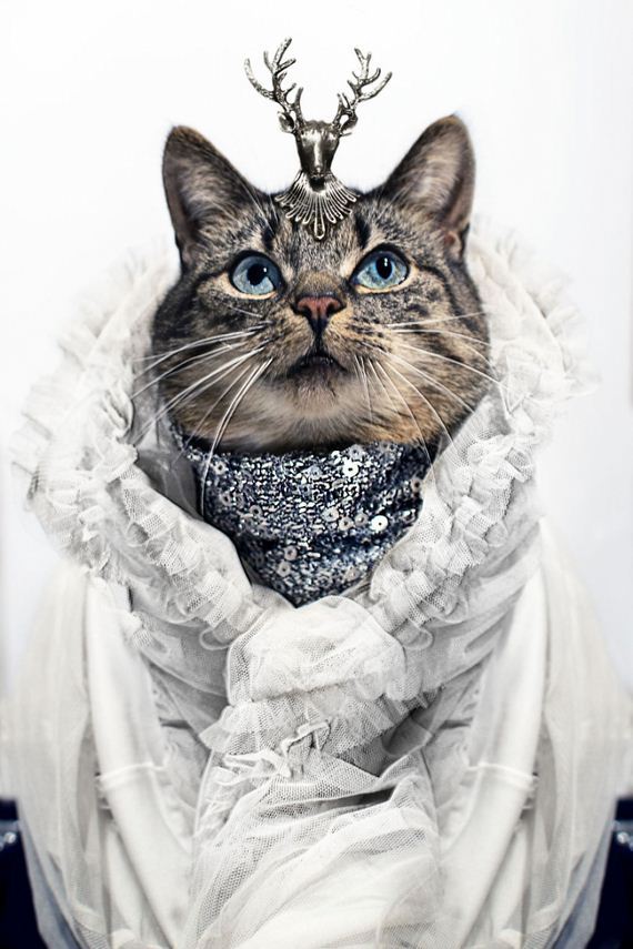cat-fashion