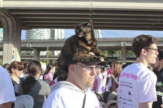 cat-hat
