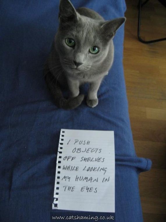 cat-shaming